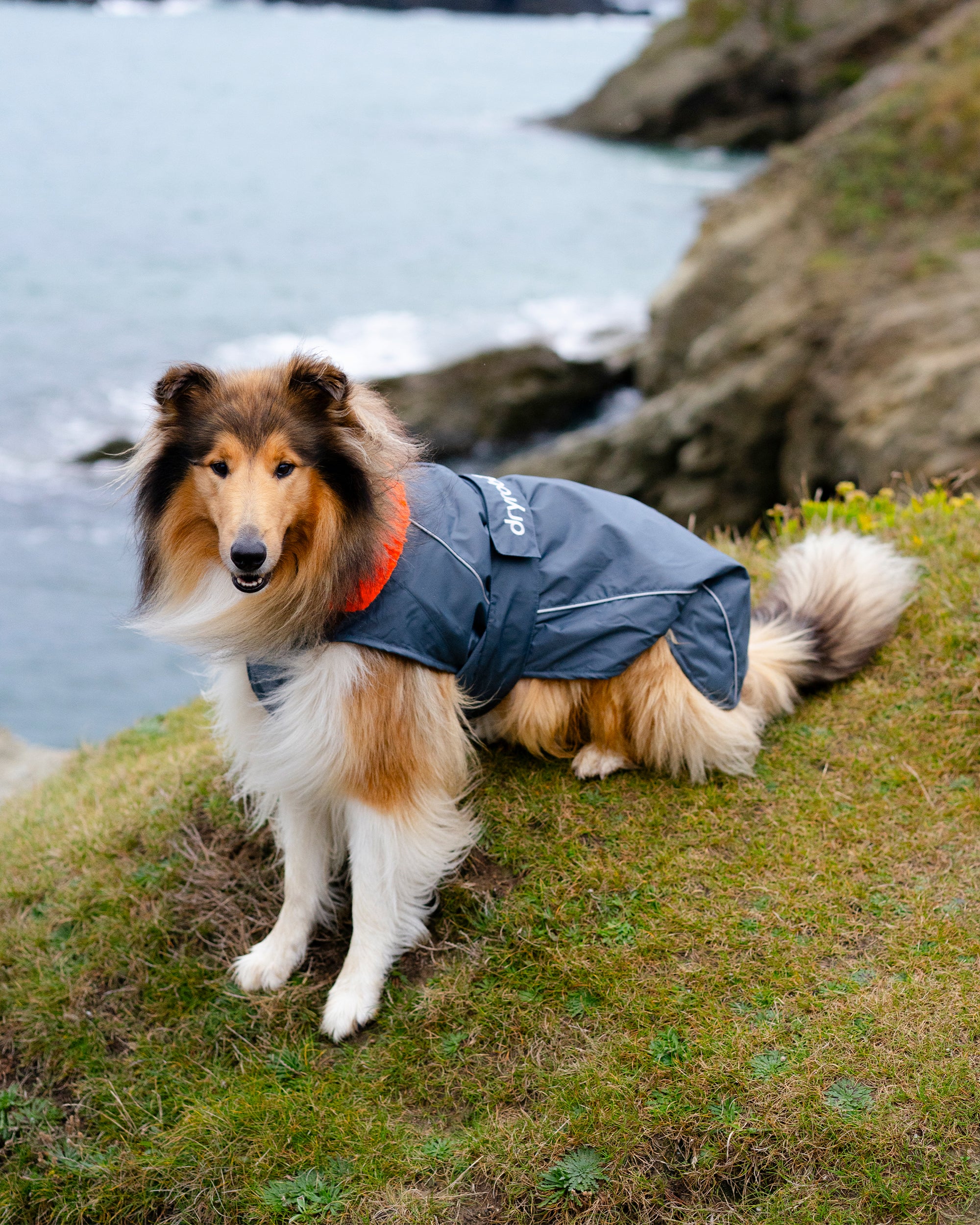 Dark Grey Orange Dog Coat - Image 10