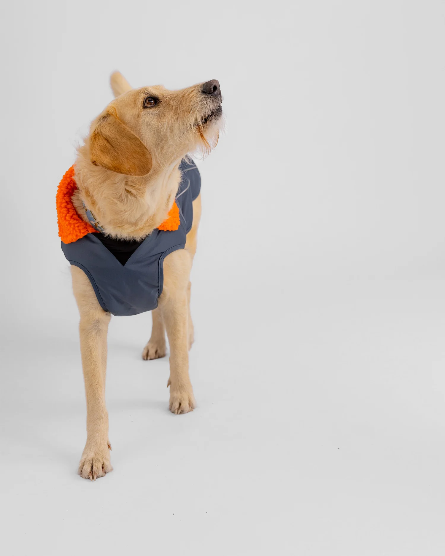 Dark Grey Orange Dog Coat - Image 3