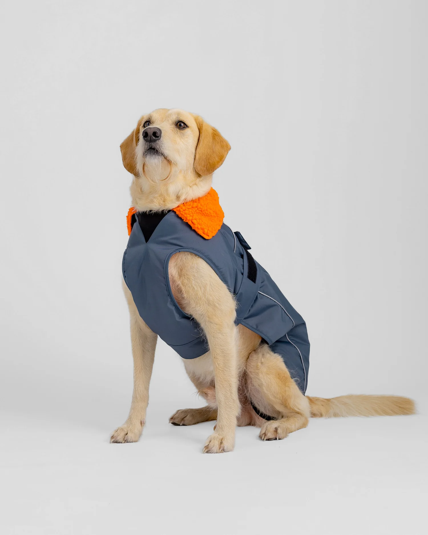 Dark Grey Orange Dog Coat - Image 6