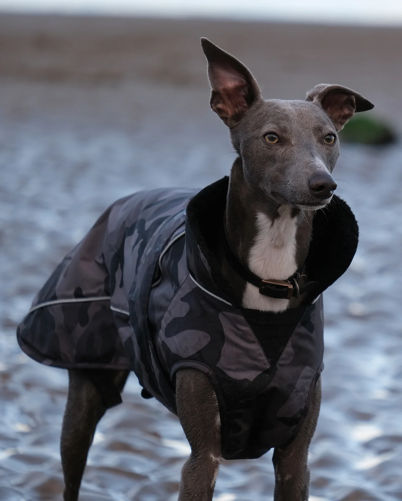 Black Camo Dog Coat - Image 7