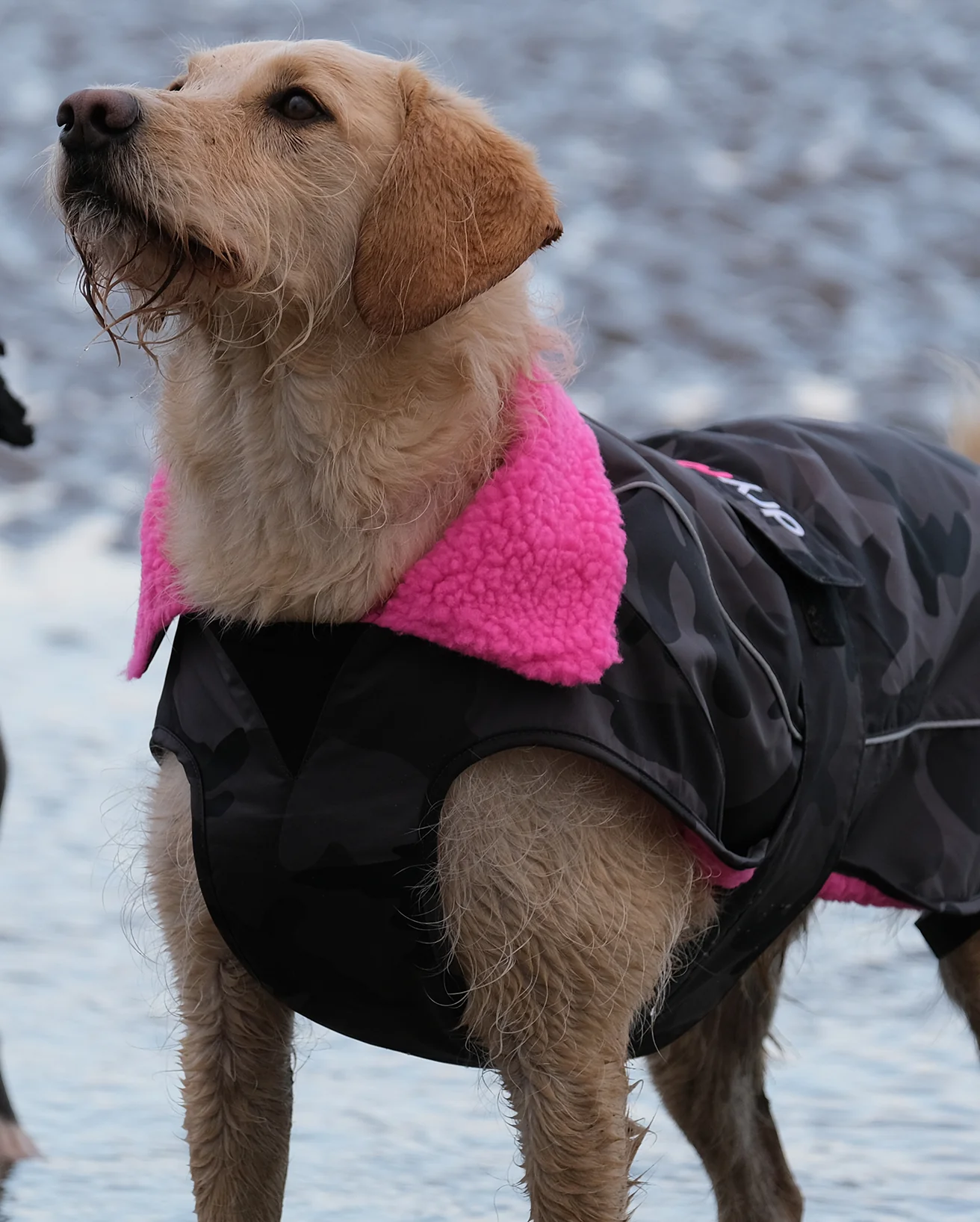 Black Camo Pink Dog Coat - Image 7