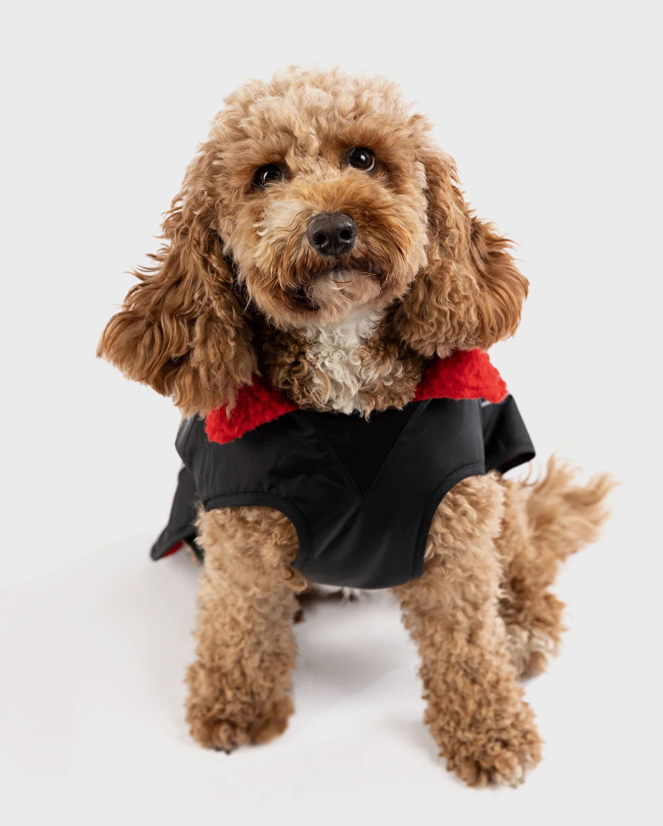 Black Red Dog Coat - Image 3