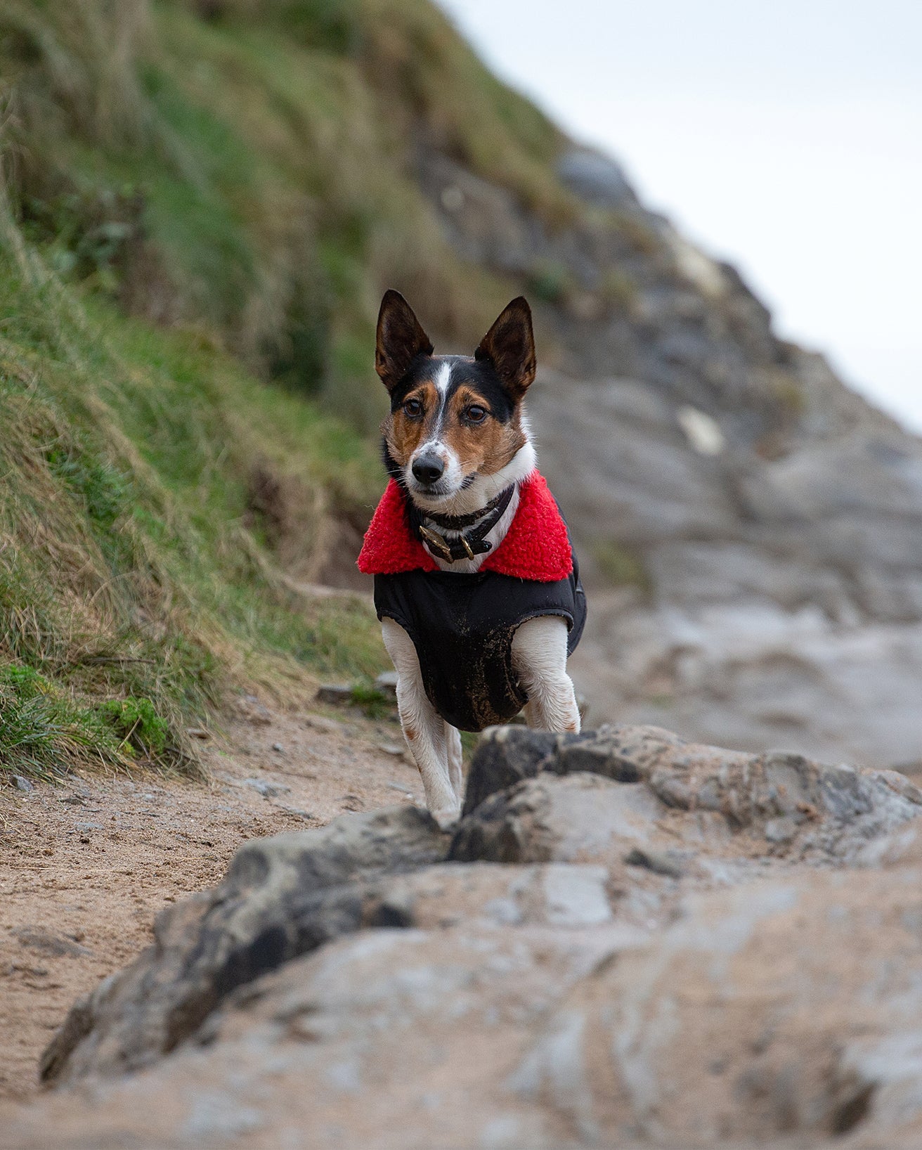 Black Red Dog Coat - Image 5