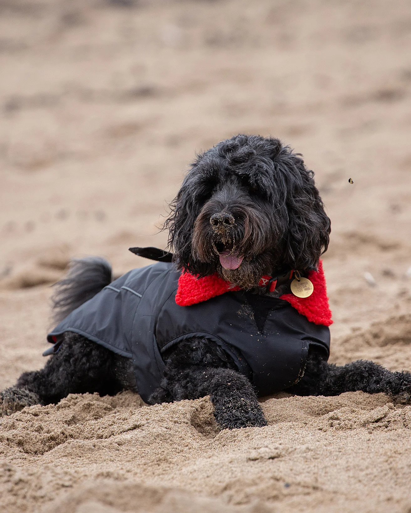 Black Red Dog Coat - Image 6