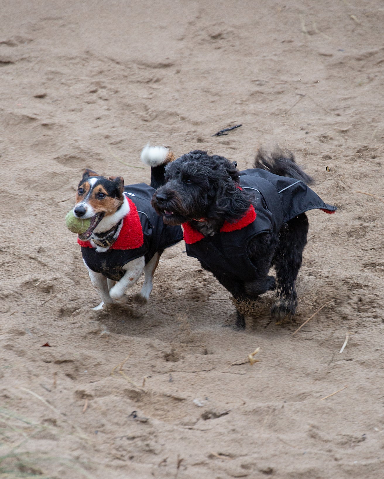 Black Red Dog Coat - Image 8