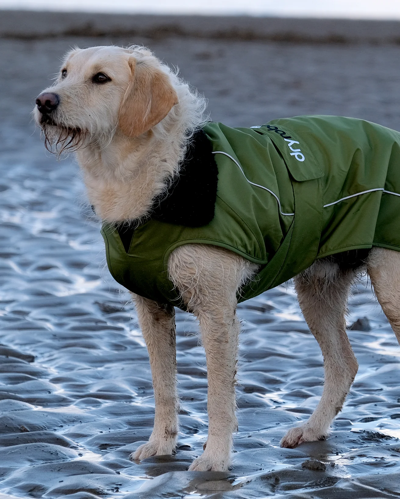 Forest Green Black Dog Coat - Image 7