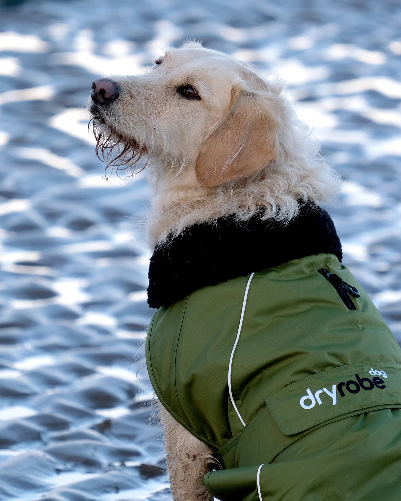 Forest Green Black Dog Coat - Image 8