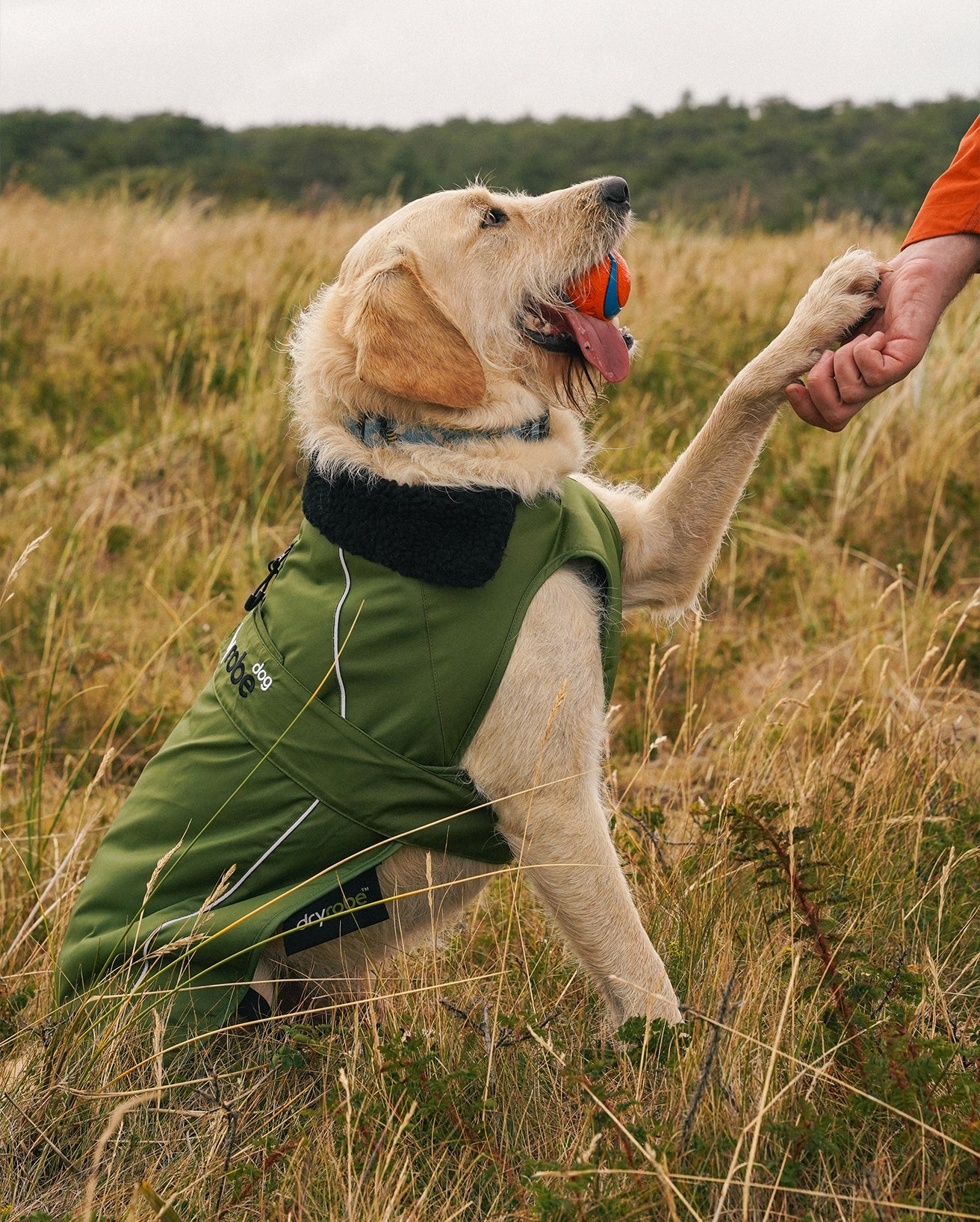 Forest Green Black Dog Coat - Image 9