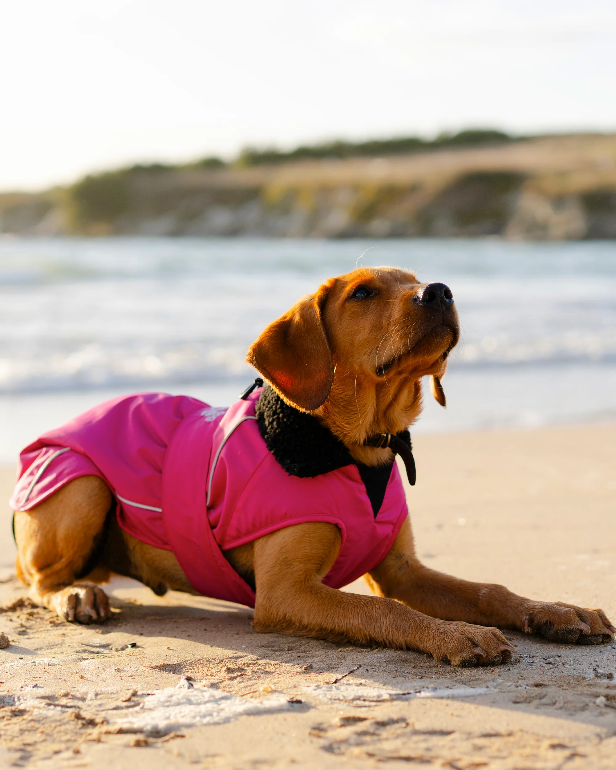 Pink Black Dog Coat - Image 10