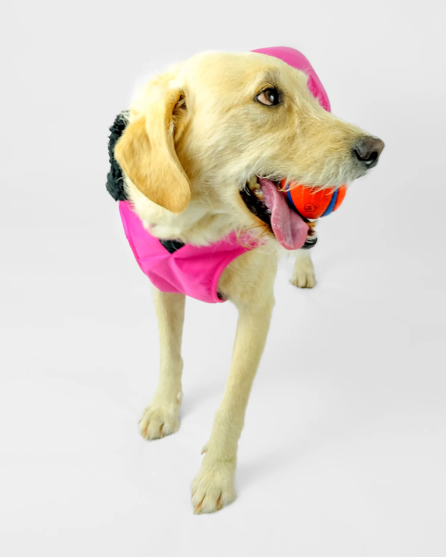 Pink Black Dog Coat - Image 4