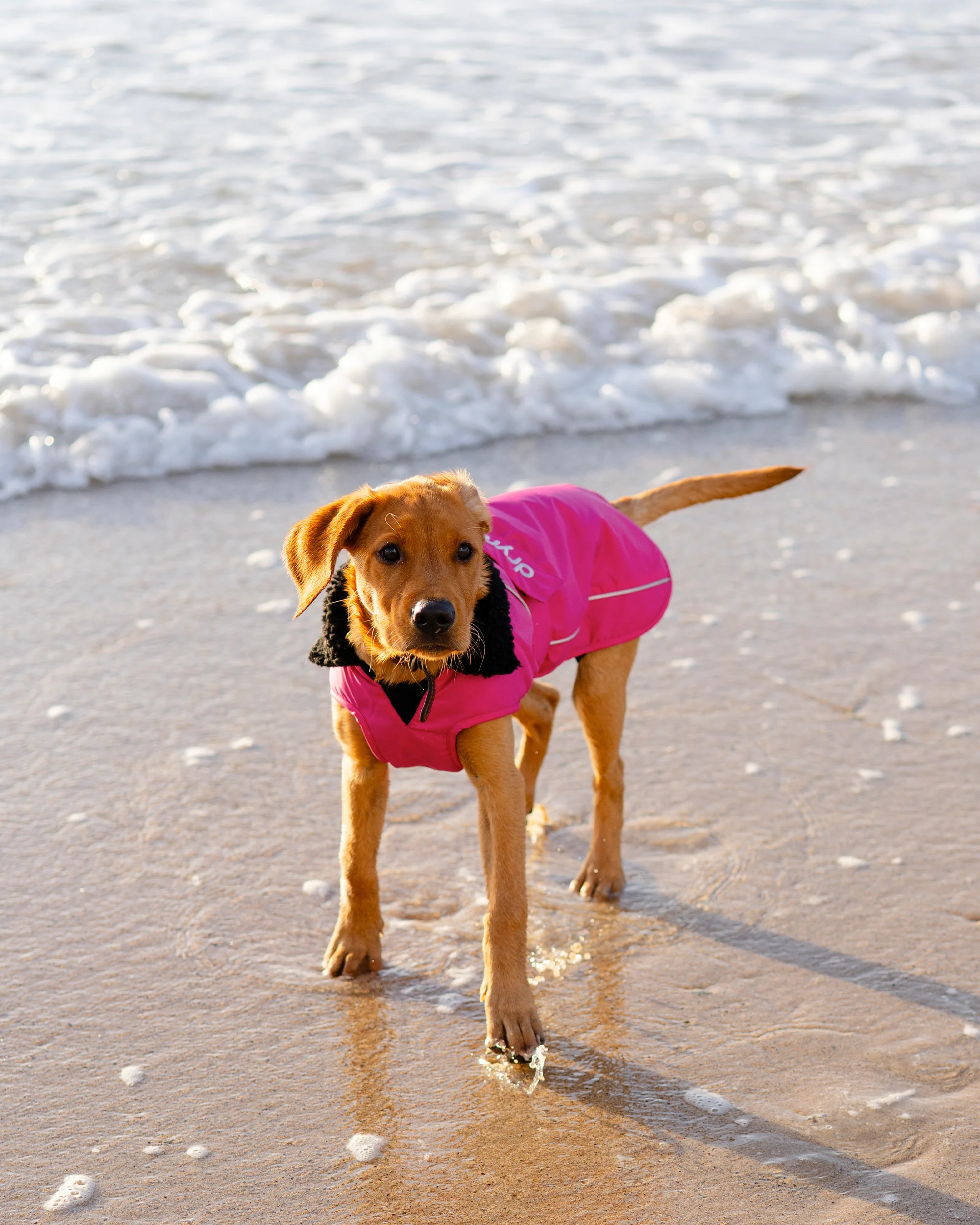 Pink Black Dog Coat - Image 7