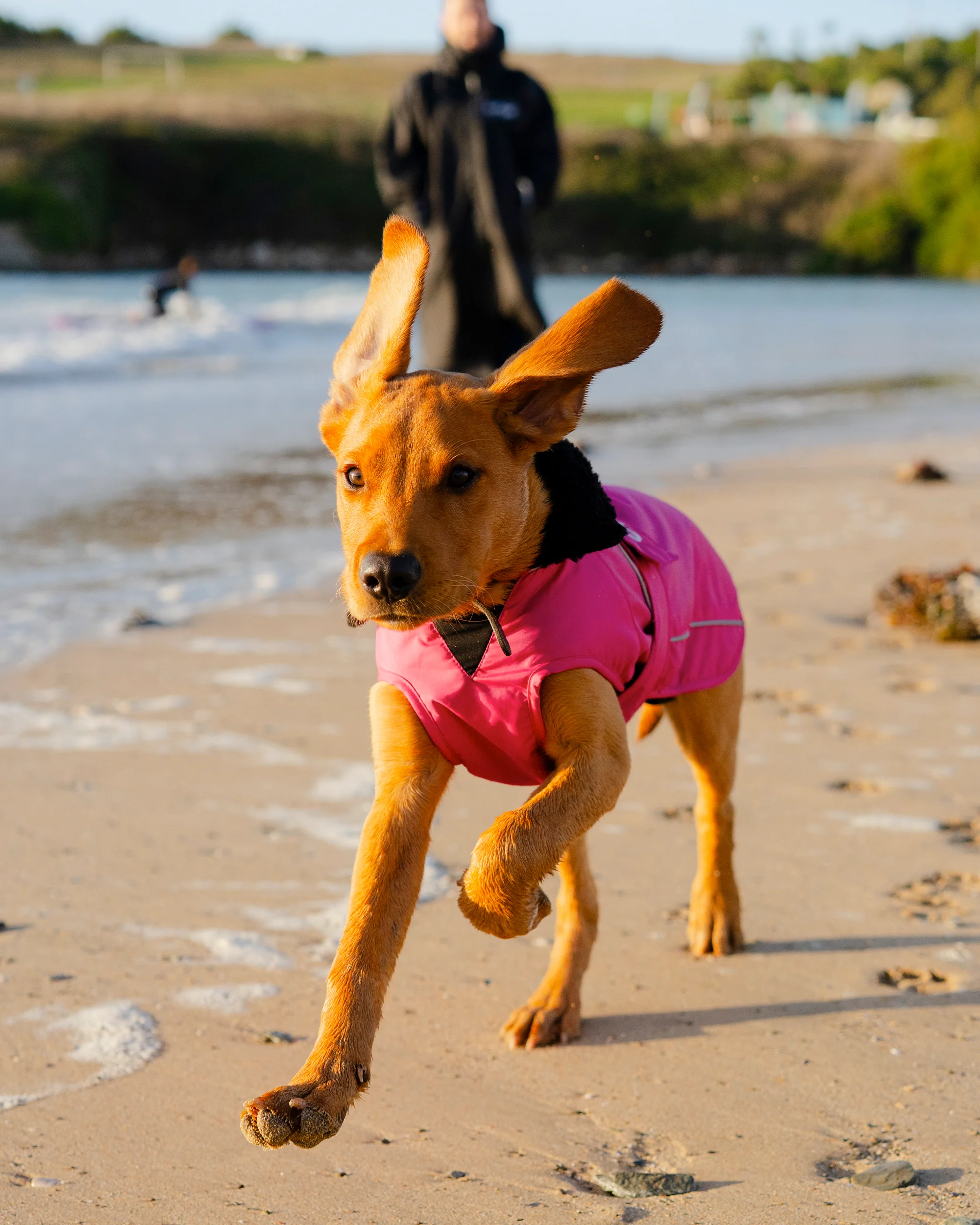 Pink Black Dog Coat - Image 9