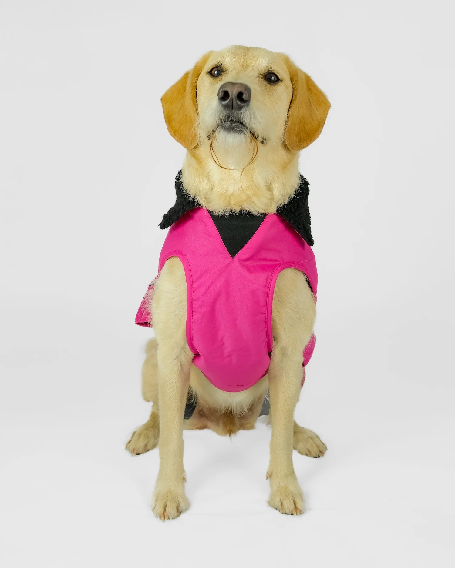 Pink Black Dog Coat - Image 6